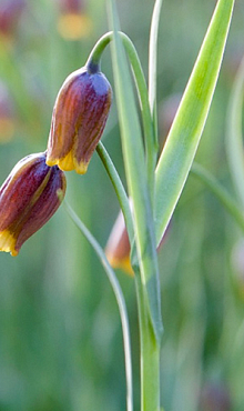 FRITILLARIA SPECIES UVA-VULPIS 