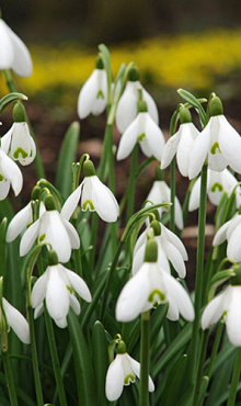 GALANTHUS ELWESII