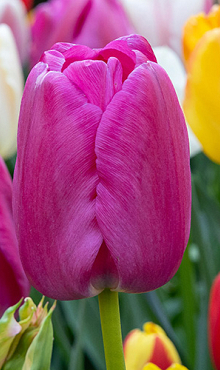 TULIPA PURPLE PRIDE