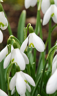 GALANTHUS NIVALIS