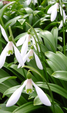 GALANTHUS WORONOWII