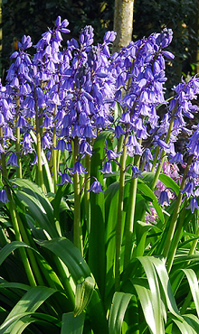 HYACINTHOIDES HISPANICA EXCELSIOR