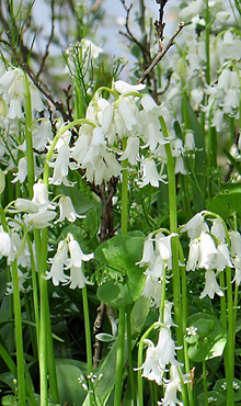 HYACINTHOIDES HISPANICA WIT