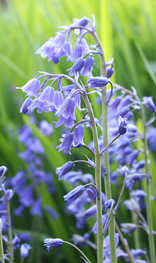 HYACINTHOIDES NON-SCRIPTA