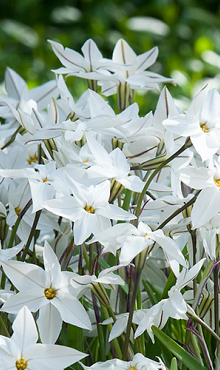 IPHEION UNIFLORUM