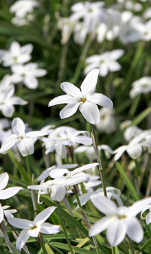 IPHEION UNIFLORUM ALBERTO CASTILLO