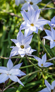 IPHEION UNIFLORUM WISLEY BLUE