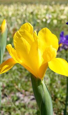 IRIS HOLLANDICA ROYAL YELLOW