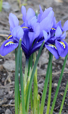 IRIS RETICULATA HARMONY