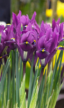 IRIS RETICULATA J.S. DIJT