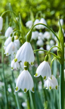 LEUCOJUM AESTIVUM