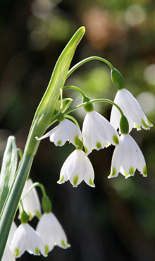 LEUCOJUM AESTIVUM GRAVETYE GIANT