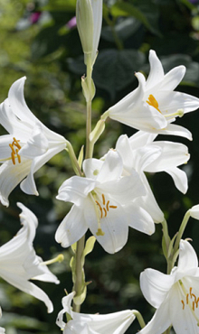 LILIUM CANDIDUM