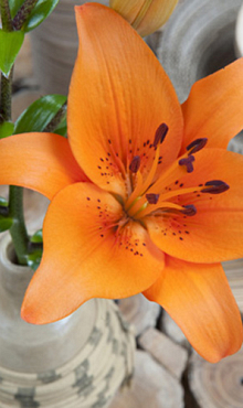 LILIUM AZIATISCH ORANJE