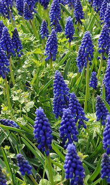 MUSCARI ARMENIACUM