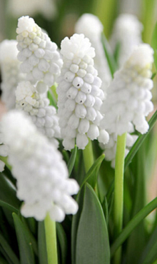 MUSCARI ARMENIACUM SIBERIAN TIGER