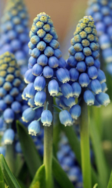 MUSCARI AUCHERI BLUE MAGIC