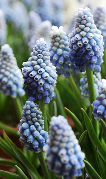 MUSCARI AUCHERI OCEAN MAGIC