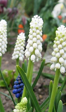 MUSCARI BOTRYOIDES ALBUM