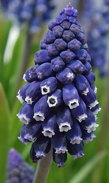 MUSCARI JOYCE SPIRIT