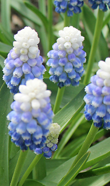 MUSCARI MOUNTAIN LADY