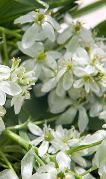 ORNITHOGALUM BALANSAE