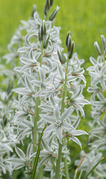 ORNITHOGALUM NUTANS