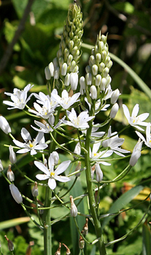 ORNITHOGALUM SOCHII