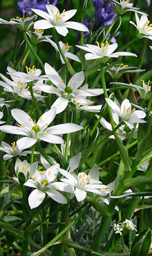 ORNITHOGALUM UMBELLATUM