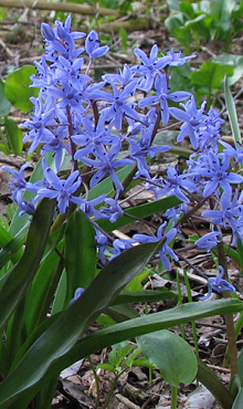 SCILLA BIFOLIA