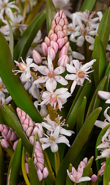 SCILLA BIFOLIA ROSEA