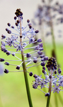 SCILLA LITARDIEREI