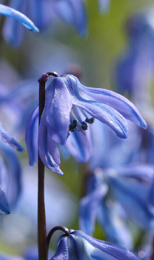 SCILLA SIBERICA