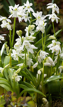 SCILLA SIBERICA ALBA