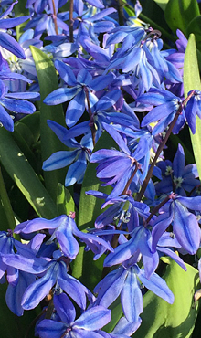 SCILLA SIBERICA SPRING BEAUTY