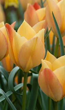 TULIPA BATALINII BRIGHT GEM