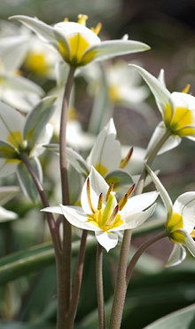 TULIPA TURKESTANICA