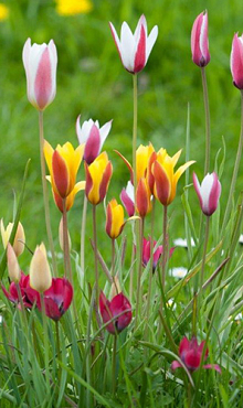 TULIPA BOTANISCH GEMENGD