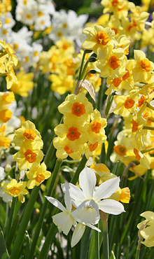 NARCISSUS BOTANISCH GEMENGD