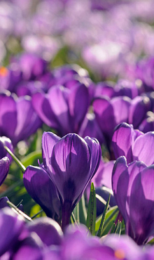 CROCUS FLOWER RECORD