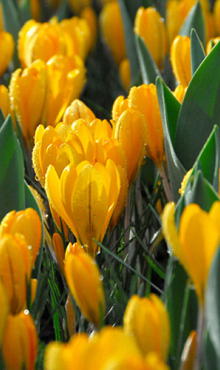 CROCUS GOLDEN YELLOW