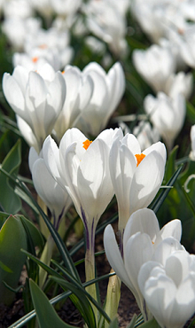 CROCUS JEANNE D'ARC