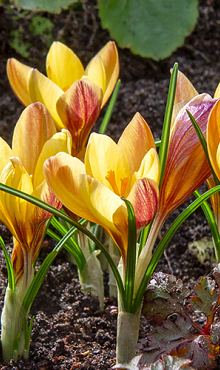 CROCUS SPECIE FUSCOTINCTUS