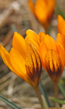 CROCUS SPECIE CHR. ORANGE MONARCH