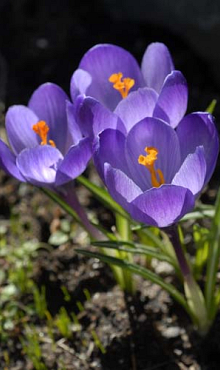 CROCUS SPECIE TOMMASINIANUS