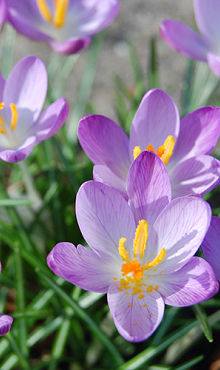 CROCUS SPECIE TOM. WHITEWELL PURPLE