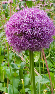 ALLIUM GLOBEMASTER