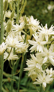 CAMASSIA LEICHTLINII SEMIPLENA