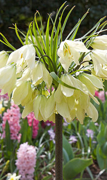 FRITILLARIA RADDEANA