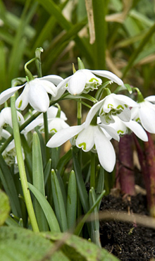 GALANTHUS FLORE PLENO